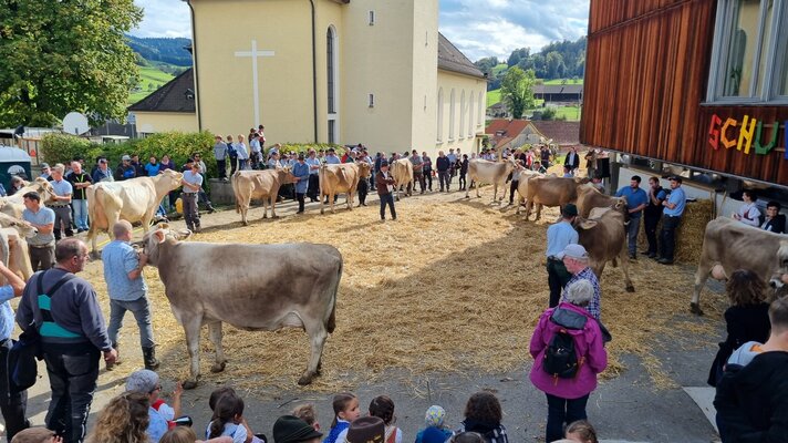 Viehschau Bütschwil